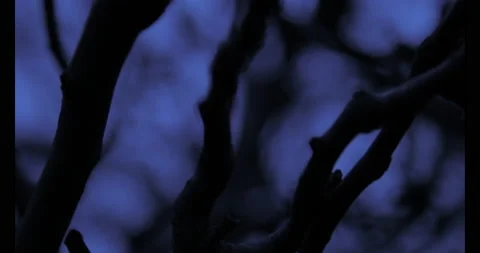 Frightening Branches Stock Footage 141229334