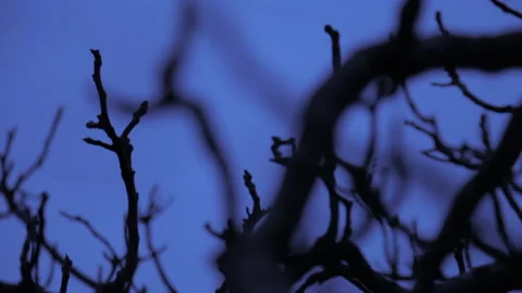 Frightening Branches Pans/Tilts Stock Footage 141230239