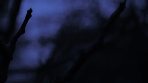 Frightening branches with power lines Stock Footage 141230276