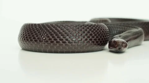 Frightening Pine snake slithering Stock Footage 82127761