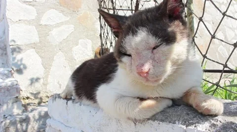 Frightful Cat-bandit. Stock-Footage 49132264