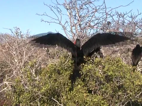 Frigot Bird Flapping Wings 库存影片 1043879