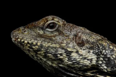 Frill-necked lizard Stock Photos