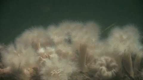 Frilled Anemone 스톡 동영상 37586309