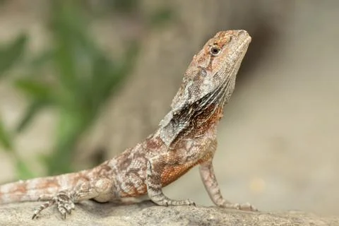 Frilled Dragon Stock Photos