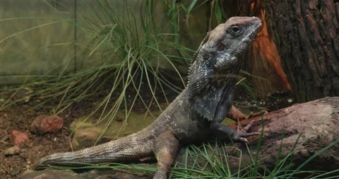 Frilled Lizard Stock Video Footage | Royalty Free Frilled Lizard Videos ...