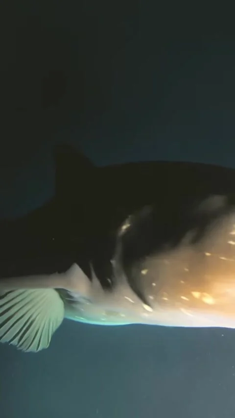 Frilled shark in the deep sea 库存影片 330150858
