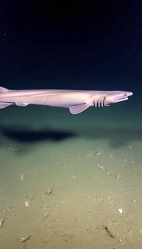 Frilled shark in the deep sea Video stock 330825523