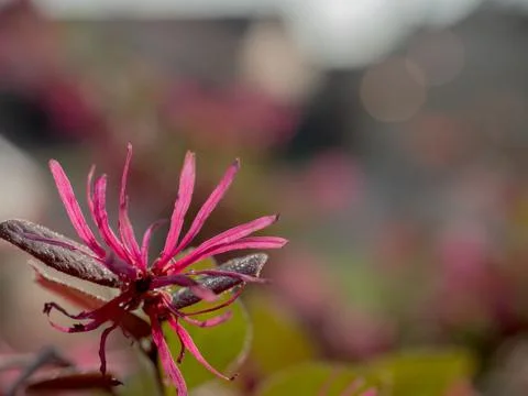 Frilly Pink flower 写真素材