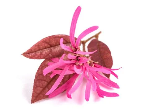 Fringe Flowers Stock Photos