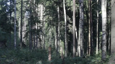 On the fringe of the forest 스톡 동영상 53230729