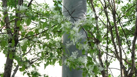 Fringe tree blossoms swaying in the wind Vídeos de archivo 334838770