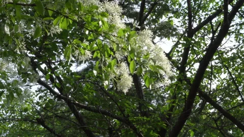 Fringe tree blossoms swaying in the wind Stock Footage 334838800