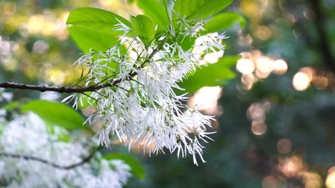 Fringe Tree with Flowers Stock-Footage 132912555