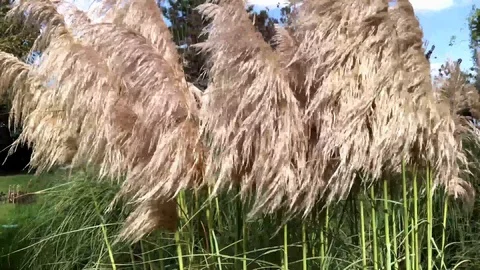 Fringed herbs floating in the wind Stock Footage 86361468