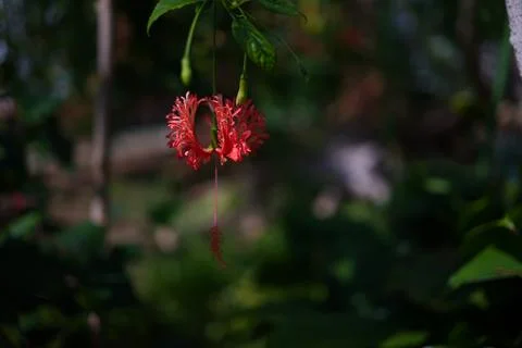 The Fringed hibiscus is in full bloom Stockfoto's