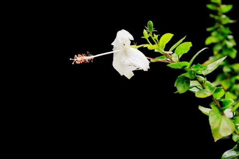 Fringed hibiscus Stock Photos