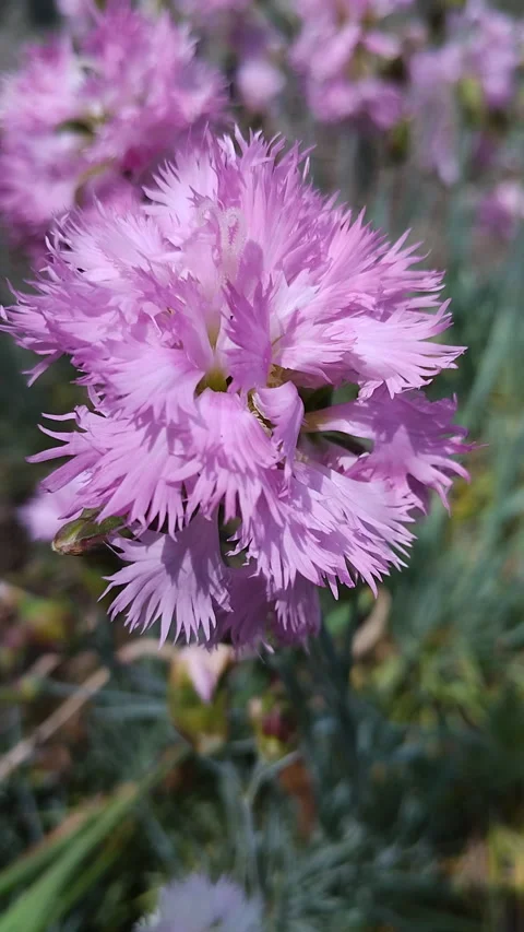 Fringed pink carnation swaying in the wind in summer garden Stock-Footage 347545503