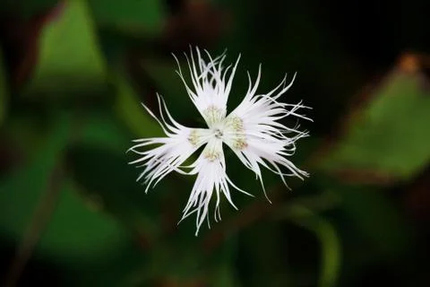Fringed Pink Stock Photos