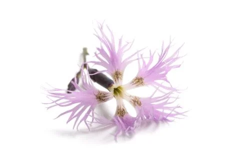 Fringed pink Stock Photos