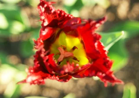 Fringed red tulip Stock Photos