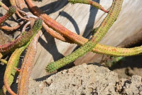 Fringed Spurge Stock Photos