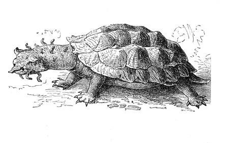 Fringed tortoise mata mata yellow spotted river turtle Chelys fimbriata 1881 Stock Illustration
