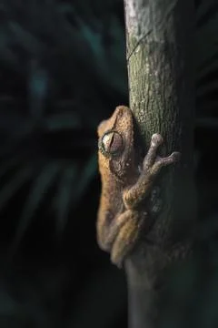 Fringed tree frog (Litoria eucnemis) on tree at  night, Queensland, Australia Stock Photos