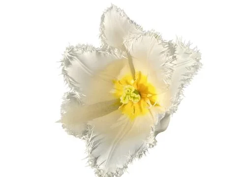 Fringed tulip isolated on white Foto stock