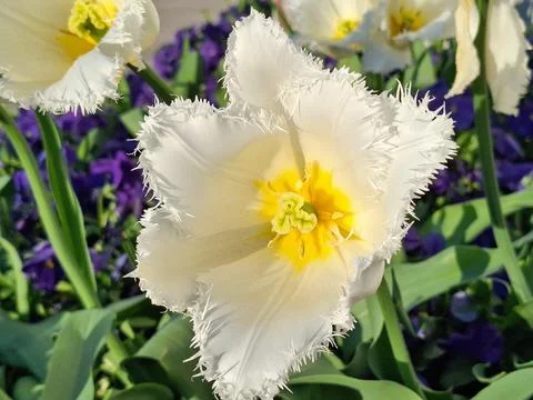 Fringed tulip in spring. In Romania Stockfoto's