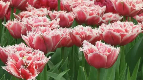 Fringed tulips Stock Footage 10740421
