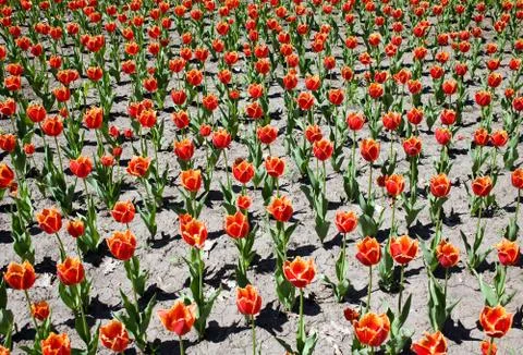 Fringed tulips Stock Photos