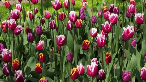 Fringed Tulips swinging with the breeze Stock Footage 264512009