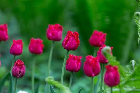 Fringed tulips Versac close-up Foto stock