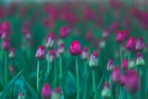 Fringed tulips Versace close-up Stock Photos