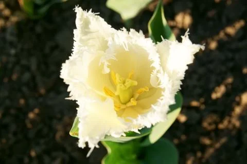 Fringed white tulip Stock-Fotos