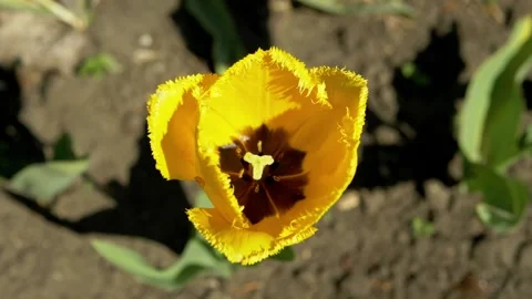 Fringed Yellow Tulip Blooming Under Bright Sunlight in Spring Soil Stock Footage 339069674