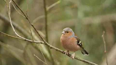 Fringilla coelebs - Chaffinch perching Stock Photos