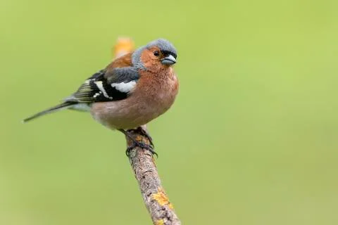 Fringilla coelebs common chaffinch Stock Photos