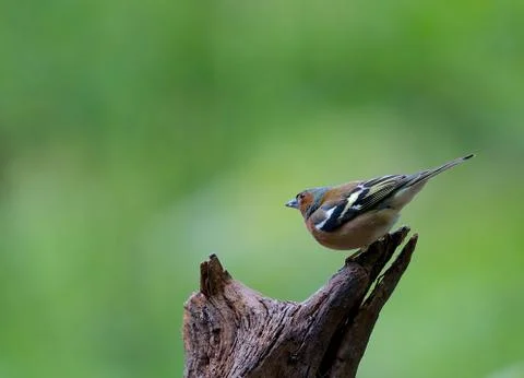 Fringilla coelebs Stock Photos