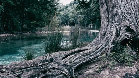 Frio river flowing by large tree Video stock 77421090