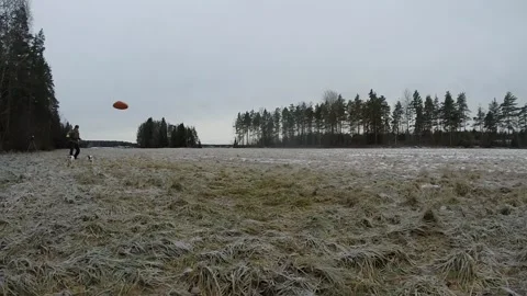 Frisbee coming straight at camera with two dogs after it Stock Footage 145673236