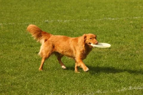 Frisbee dog Stock Photos