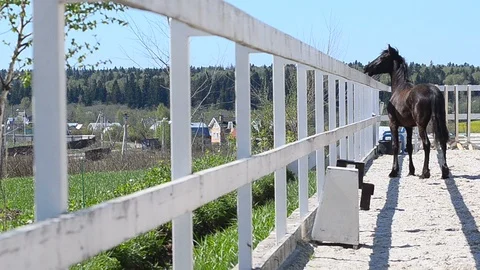 Frisian colt on farm Video stock 89745331