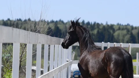 Frisian colt in paddock Stock Footage 89744953