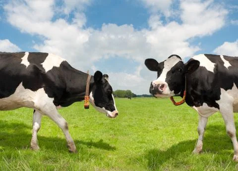 Frisian cows Stock Photos