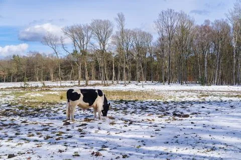 Frisian cows in snow Stock Photos