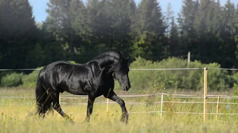 Frisian horse Stock Footage 54048131