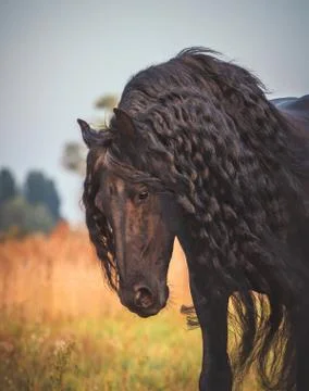 Frisian horse Stock Photos