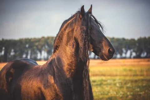 Frisian horse Stock Photos